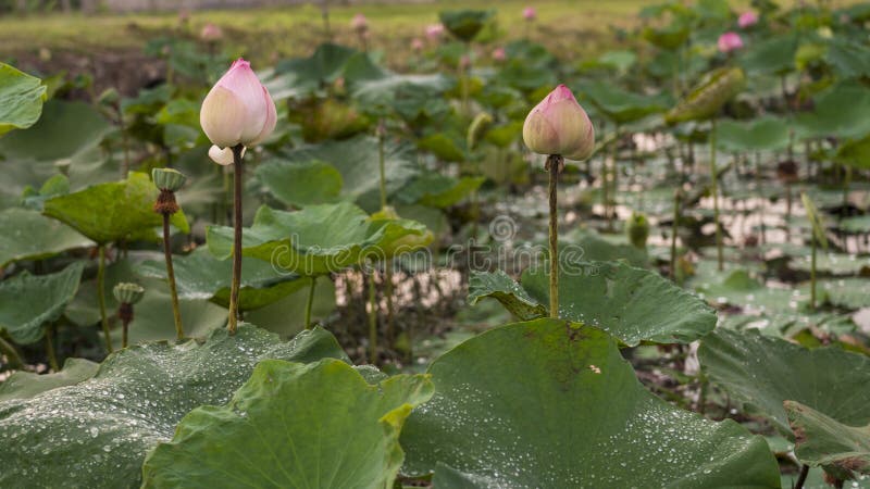 Blomma för två Lotus i ett lotusblommadamm, når att ha regnat arkivbilder Blomma för två Lotus i ett lotusblommadamm, når att ha regnat arkivbilder