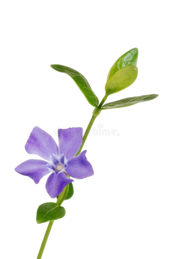 Blomma isolerad vintergröna arkivbild