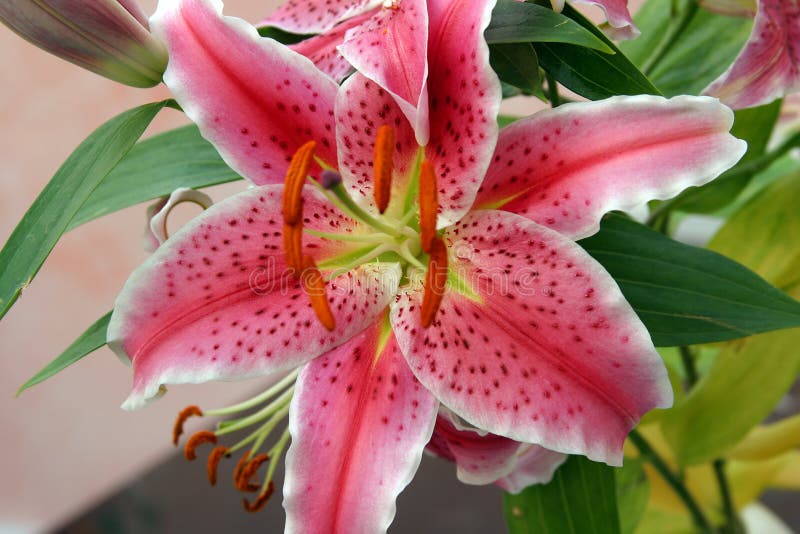 blomma lilly arkivfoto blomma lilly arkivfoto