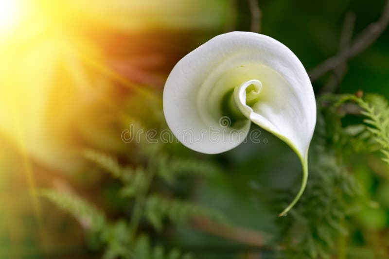 blomma lilly royaltyfri foto blomma lilly royaltyfri foto
