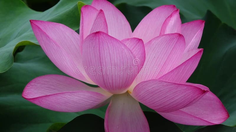 blomma lotusblomma