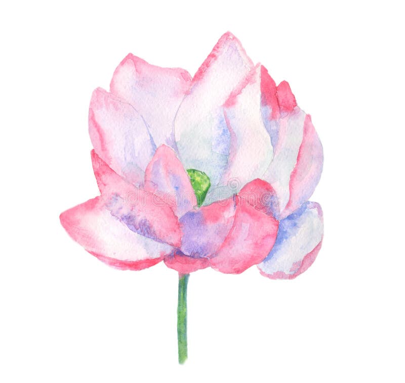 blomma lotusblomma royaltyfri illustrationer blomma lotusblomma royaltyfri illustrationer