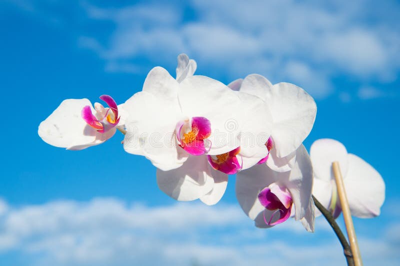 Blomma med den nya blomningen på blå himmel Blomstra orkidén med vita kronblad på solig dag Skönhet av naturen Sommar eller vårsä royaltyfria foton Blomma med den nya blomningen på blå himmel Blomstra orkidén med vita kronblad på solig dag Skönhet av naturen Sommar eller vårsä royaltyfria foton