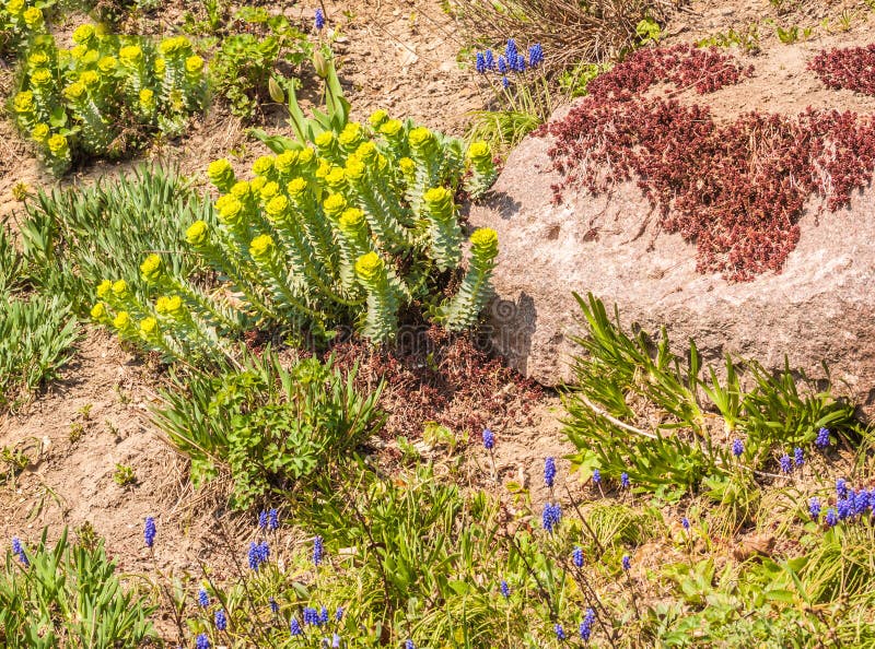 Blomma närbild för Euphorbiamyrsinitesväxt royaltyfri fotografi