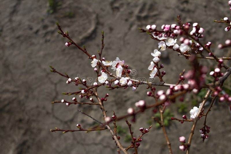 Blomma och blommande härliga mjuka doftande knoppar av japanska körsbärsröda blomningar på våren på en solig dag royaltyfria bilder Blomma och blommande härliga mjuka doftande knoppar av japanska körsbärsröda blomningar på våren på en solig dag royaltyfria bilder