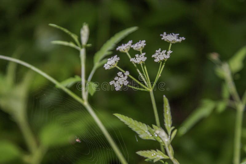 Blomma och spiderweb royaltyfri fotografi Blomma och spiderweb royaltyfri fotografi