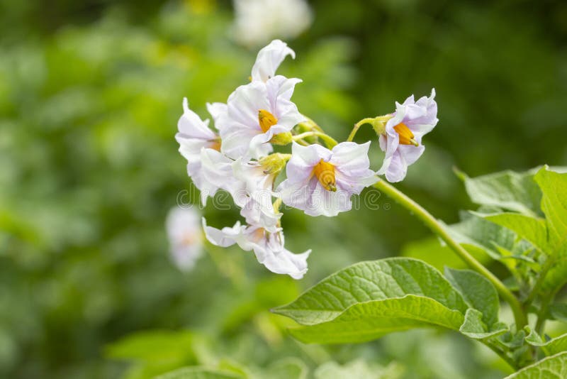 Blomma potatisen, vit purpurfärgad blomma av potatisen på naturen med sidor, bakgrundstapetnärbild Potatisar för blomningväxter arkivbild Blomma potatisen, vit purpurfärgad blomma av potatisen på naturen med sidor, bakgrundstapetnärbild Potatisar för blomningväxter arkivbild