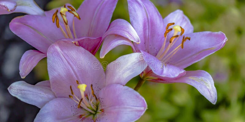 Blomma purpurfärgade blommor med några delikata kronblad fotografering för bildbyråer Blomma purpurfärgade blommor med några delikata kronblad fotografering för bildbyråer