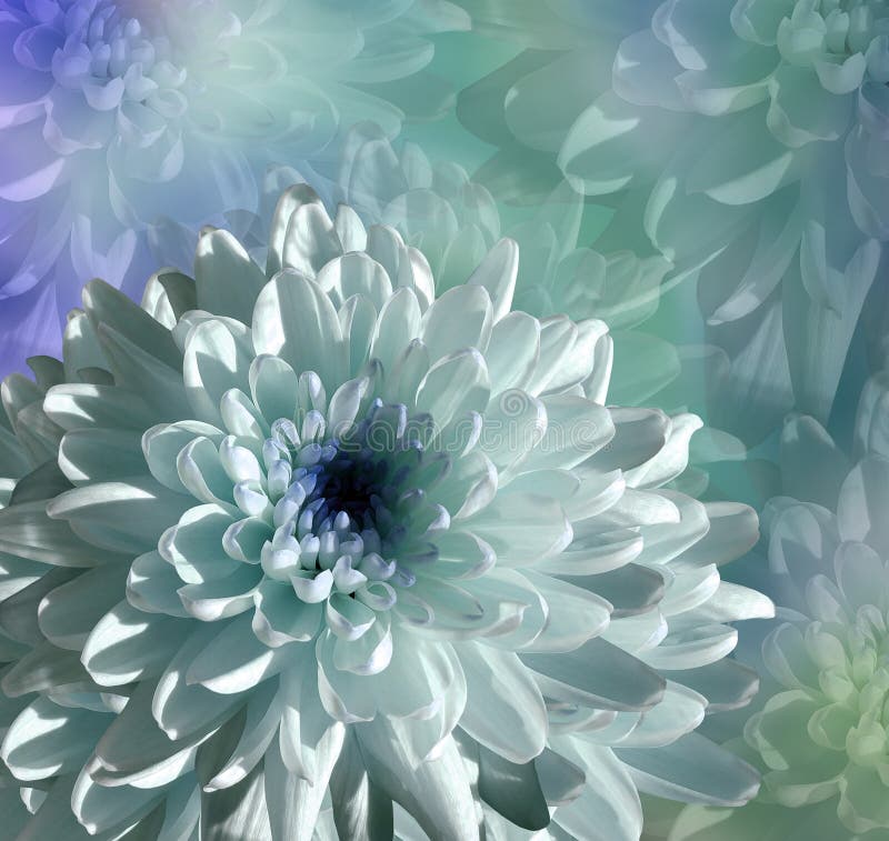 Blomma på blått-turkos bakgrund vit-blått blommakrysantemum blom- collage vita tulpan för blomma för bakgrundssammansättningsconv fotografering för bildbyråer Blomma på blått-turkos bakgrund vit-blått blommakrysantemum blom- collage vita tulpan för blomma för bakgrundssammansättningsconv fotografering för bildbyråer