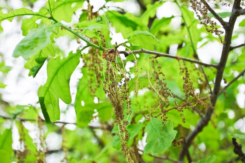 Blomma Quercus robur för gemensam ek eller för pedunculate ek royaltyfri bild Blomma Quercus robur för gemensam ek eller för pedunculate ek royaltyfri bild