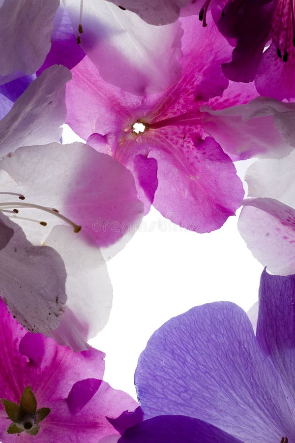 blomma rampurplen royaltyfri bild blomma rampurplen royaltyfri bild