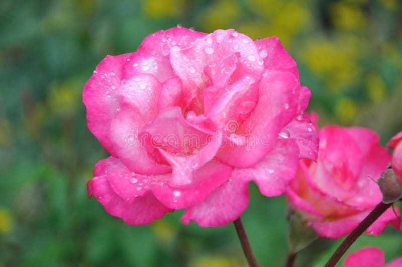 Blomma rose