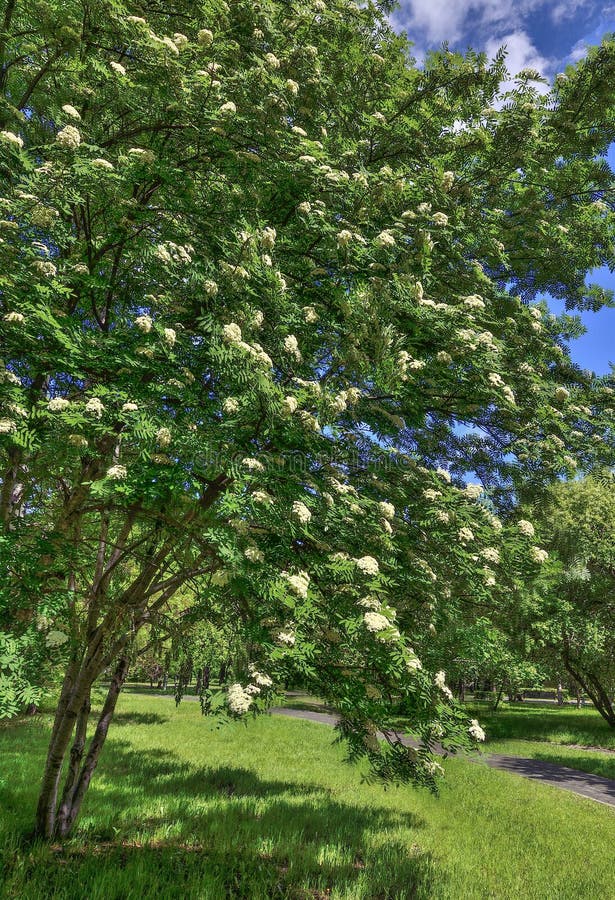 Blomma rönnen, parkerar sorbusen Aucuparia nära gångbanan i vårstad royaltyfria bilder Blomma rönnen, parkerar sorbusen Aucuparia nära gångbanan i vårstad royaltyfria bilder