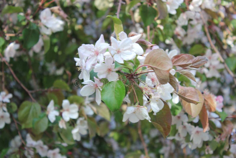 blomma tree f?r ?pple arkivfoto blomma tree f?r ?pple arkivfoto