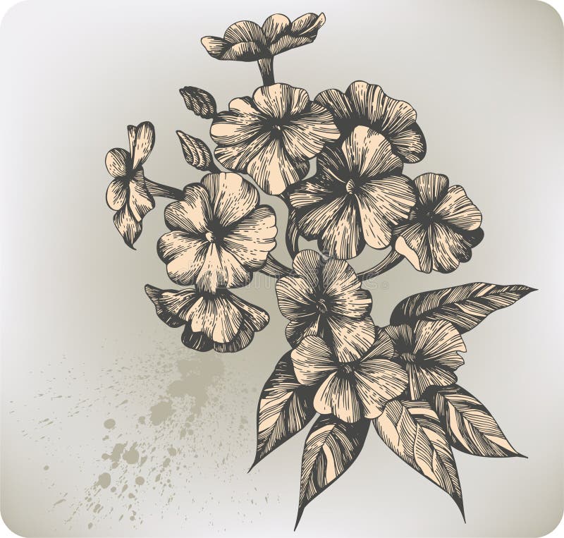 Blomma vektor för phlox för illust för teckningsblommahand