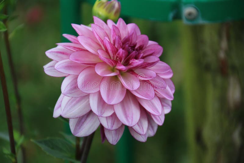 Blomma Violet And White Dahlia royaltyfri bild Blomma Violet And White Dahlia royaltyfri bild