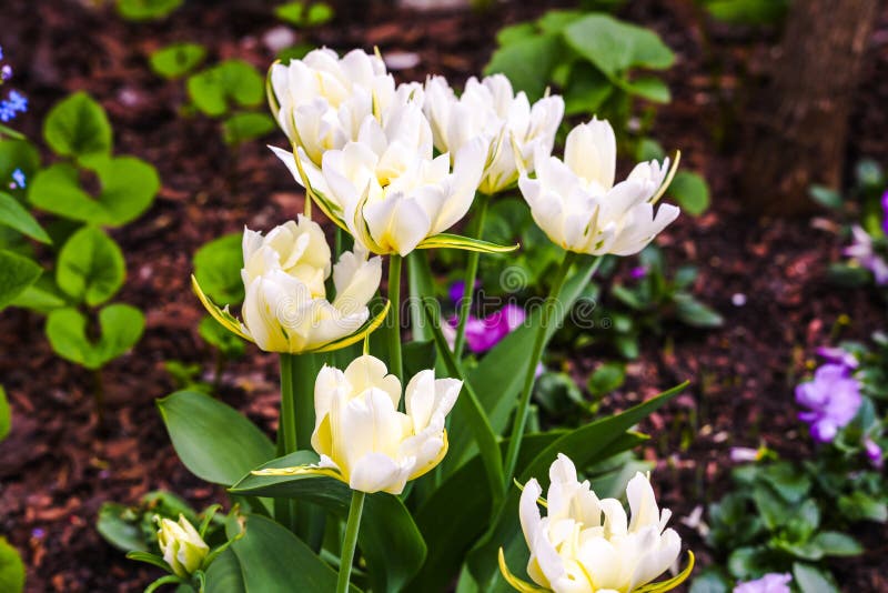 Blomma vita tulpan med färgrik blom- bakgrund Festligt romantiskt foto för affischen, tryck, bröllop, inbjudankort, natur arkivfoto Blomma vita tulpan med färgrik blom- bakgrund Festligt romantiskt foto för affischen, tryck, bröllop, inbjudankort, natur arkivfoto