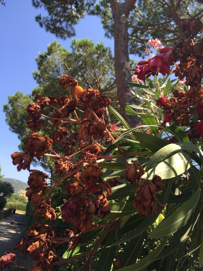 Blomma växt fotografering för bildbyråer Blomma växt fotografering för bildbyråer