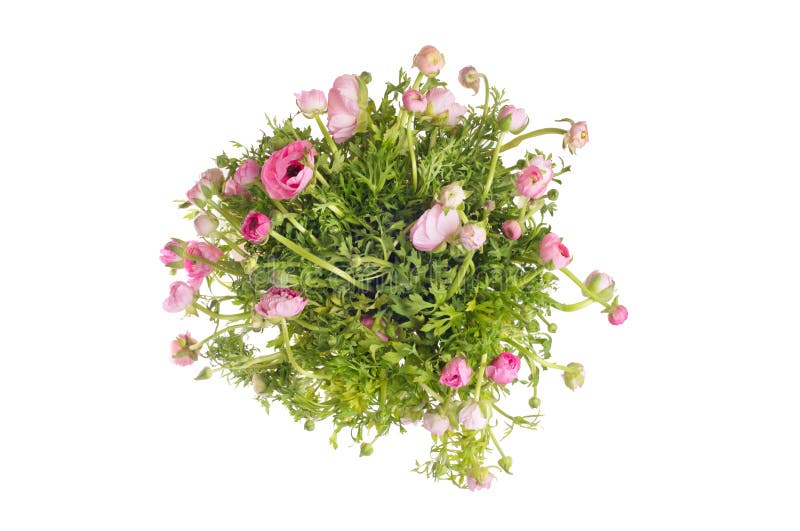 Blommabukettbakgrund Anemoner med bladgräs isolerat royaltyfria bilder
