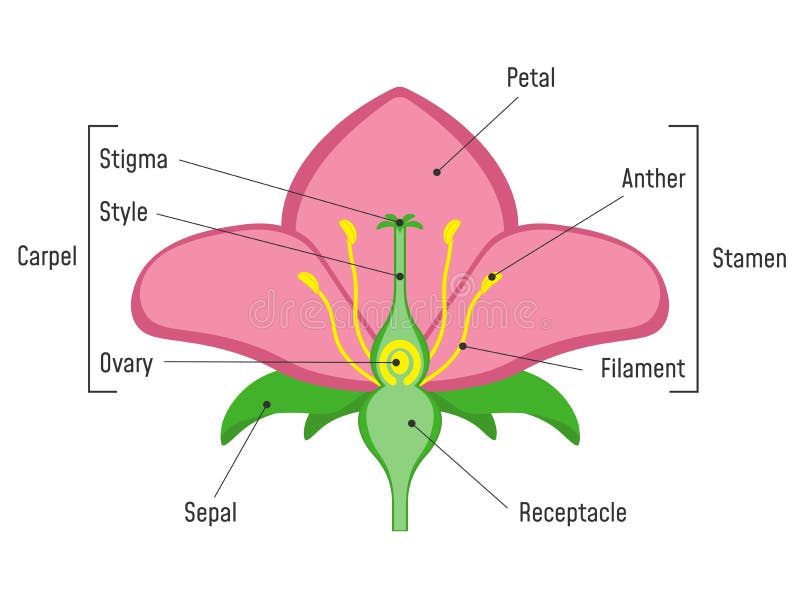 Blommadeldiagram royaltyfri illustrationer