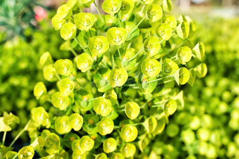 Blommaeuphorbiamyrsinites kallade spurge royaltyfria foton