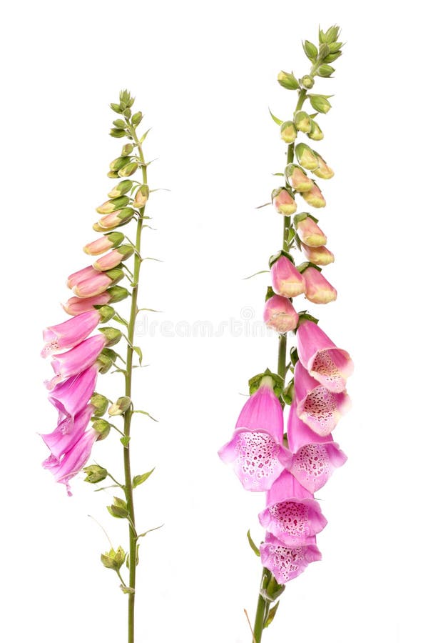 blommafoxglove royaltyfri foto blommafoxglove royaltyfri foto