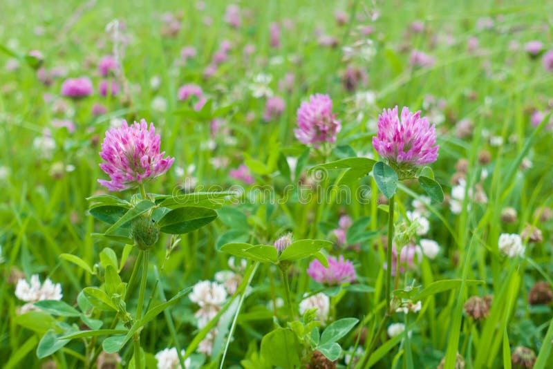 Blommafält för röd växt av släktet Trifolium Växt av släktet Trifoliumfält i trädgården royaltyfri bild Blommafält för röd växt av släktet Trifolium Växt av släktet Trifoliumfält i trädgården royaltyfri bild