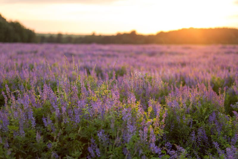 Blommafält på solnedgången royaltyfri foto Blommafält på solnedgången royaltyfri foto