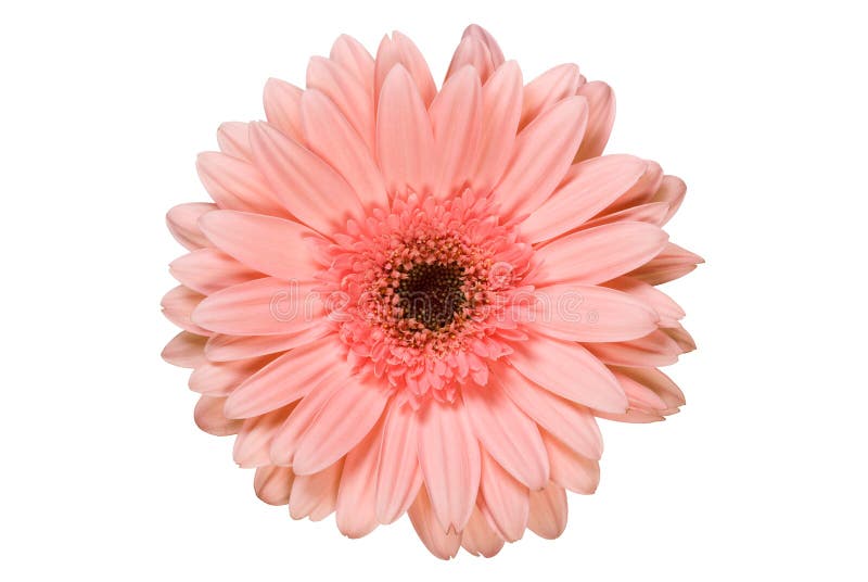 blommagerberapink arkivfoton blommagerberapink arkivfoton