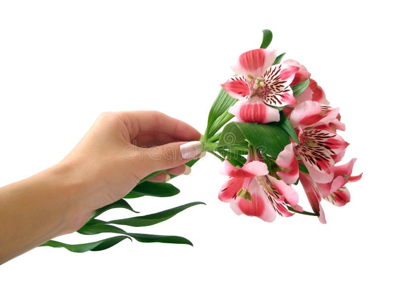blommahandpink royaltyfria foton blommahandpink royaltyfria foton
