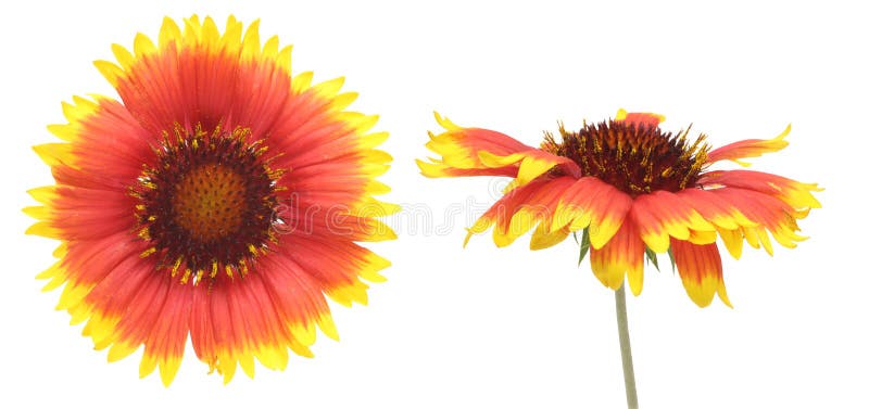 Blommahuvud av Firewheel arkivfoto Blommahuvud av Firewheel arkivfoto