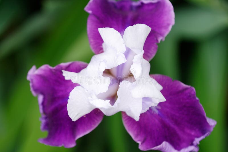 blommairis arkivfoto blommairis arkivfoto