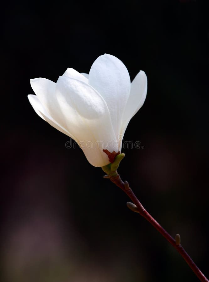 blommamagnoliawhite royaltyfria bilder blommamagnoliawhite royaltyfria bilder