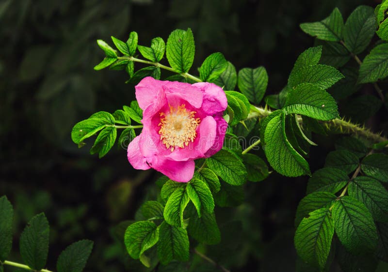 Blomman av Kina steg royaltyfri bild Blomman av Kina steg royaltyfri bild