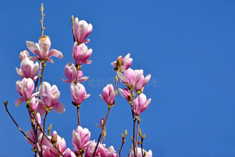 Blomman för tefatmagnolian blomstrar på träd i den tidiga våren som är främst av klar blå himmel royaltyfri bild Blomman för tefatmagnolian blomstrar på träd i den tidiga våren som är främst av klar blå himmel royaltyfri bild