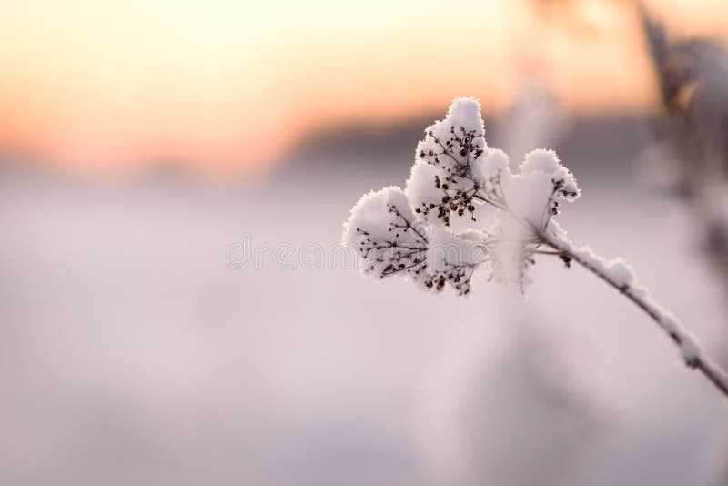 Blomman har t?ckt med tid f?r tung sn? och solnedg?ngi vinters?song p? stugby Kuukiuru, Finland arkivfoton Blomman har t?ckt med tid f?r tung sn? och solnedg?ngi vinters?song p? stugby Kuukiuru, Finland arkivfoton