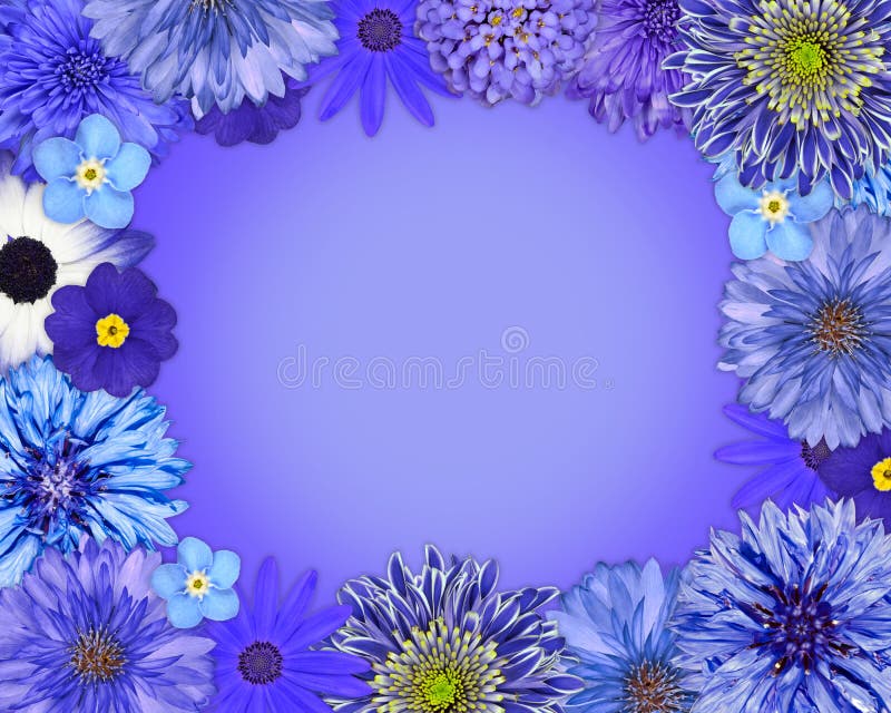 Flower Frame with Blue, Purple Flowers Isolated on Blue Background. Daisy, Chrysanthemum, Cornflower, Dahlia, Iberis, Primrose. Flower Frame with Blue, Purple Flowers Isolated on Blue Background. Daisy, Chrysanthemum, Cornflower, Dahlia, Iberis, Primrose