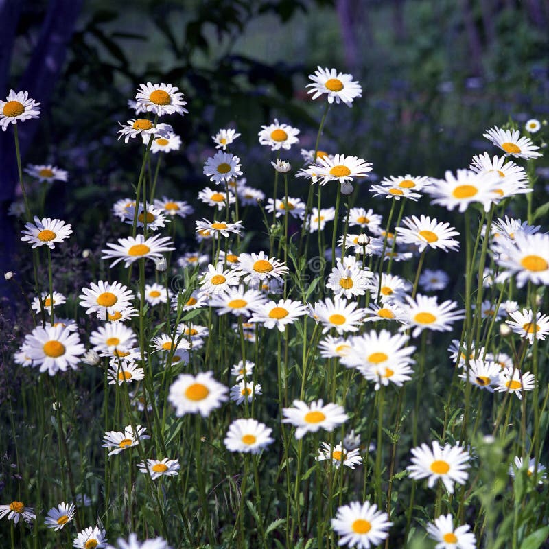 Blommande blommakamomill med sidor som bor den naturliga naturen arkivbilder Blommande blommakamomill med sidor som bor den naturliga naturen arkivbilder