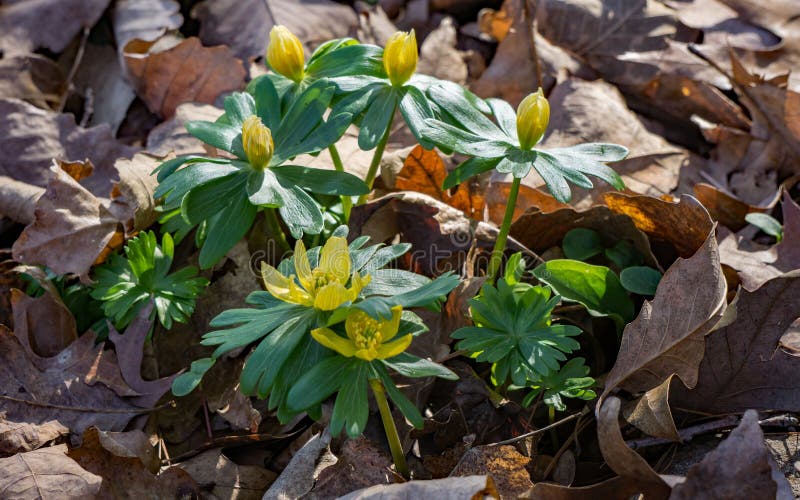 Blommande blommor för vinterstormhatt royaltyfria foton Blommande blommor för vinterstormhatt royaltyfria foton