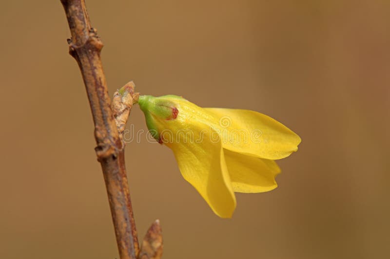Blommande gul forsythia-blomma fotografering för bildbyråer