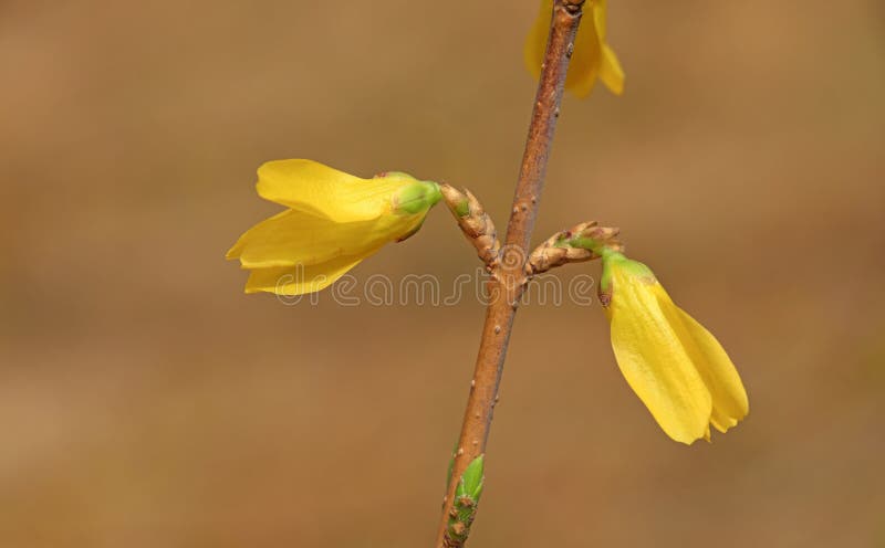 Blommande gul forsythia-blomma royaltyfri bild