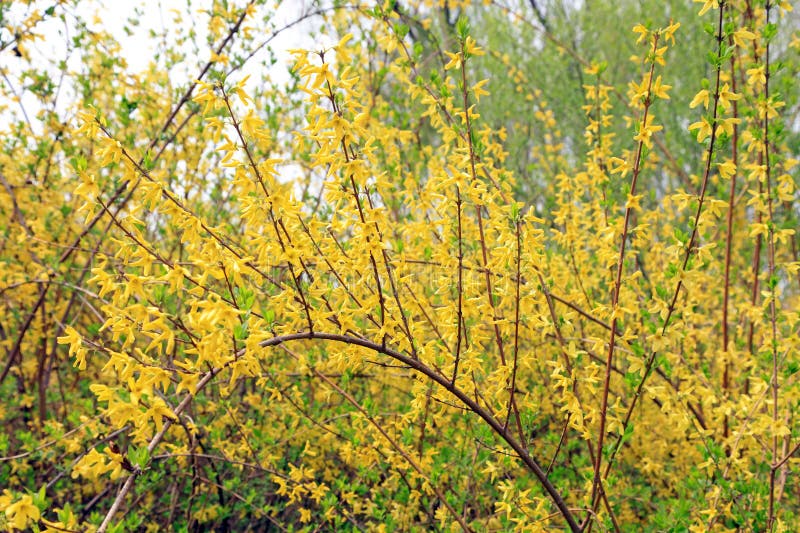Blommande gul forsythia-blomma royaltyfri fotografi