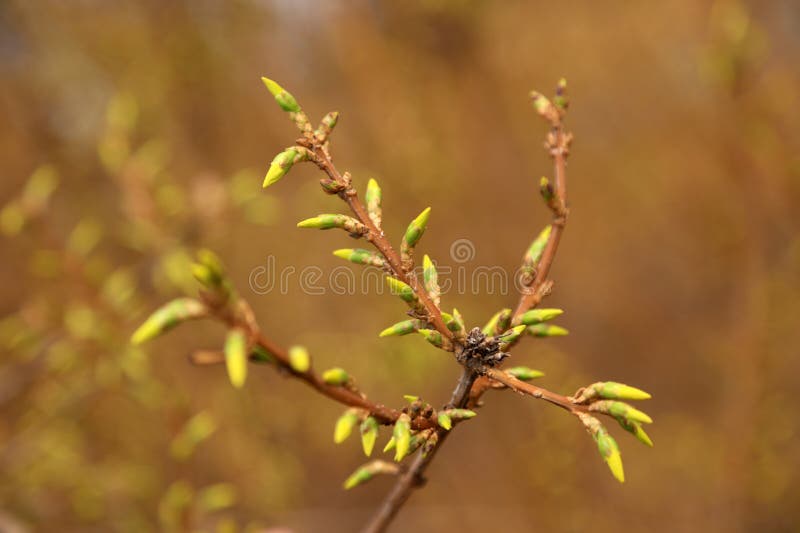 Blommande gul forsythia-blomma arkivfoton
