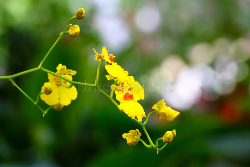 Blommande gul oncidiumorchid-blomma 2 royaltyfri fotografi
