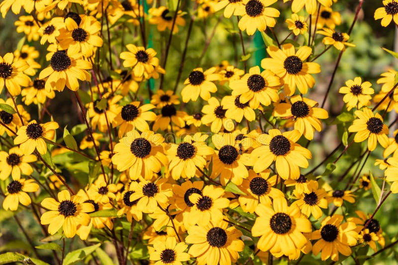 Blommande gulblommor rudbeckia. trädgård i trädgården. stänga royaltyfria foton