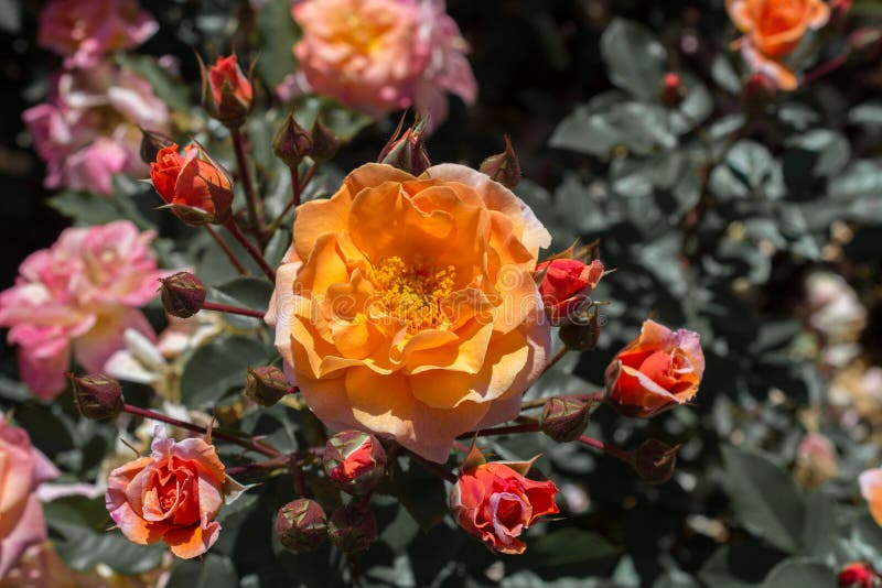 Blommande härliga färgrika rosor i trädgården arkivbild Blommande härliga färgrika rosor i trädgården arkivbild