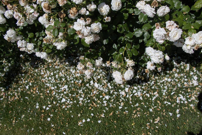 Blommande härliga färgrika rosor i trädgården arkivbilder Blommande härliga färgrika rosor i trädgården arkivbilder