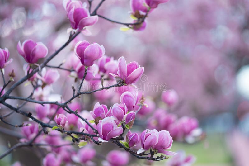 Blommande magnolia arkivbilder