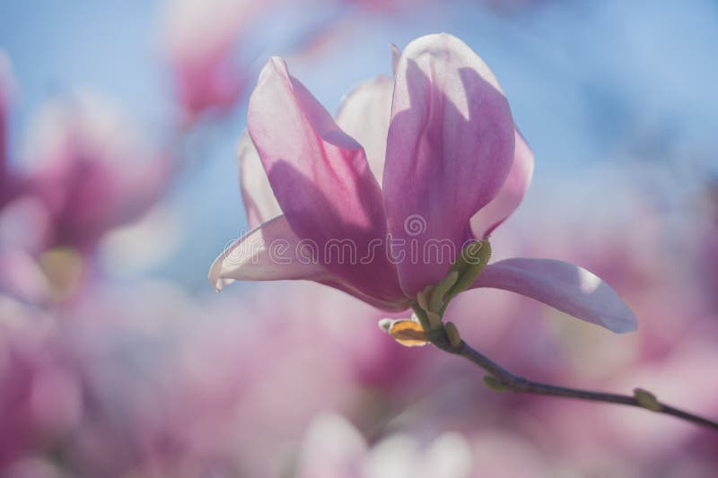 Blommande magnolia royaltyfria bilder