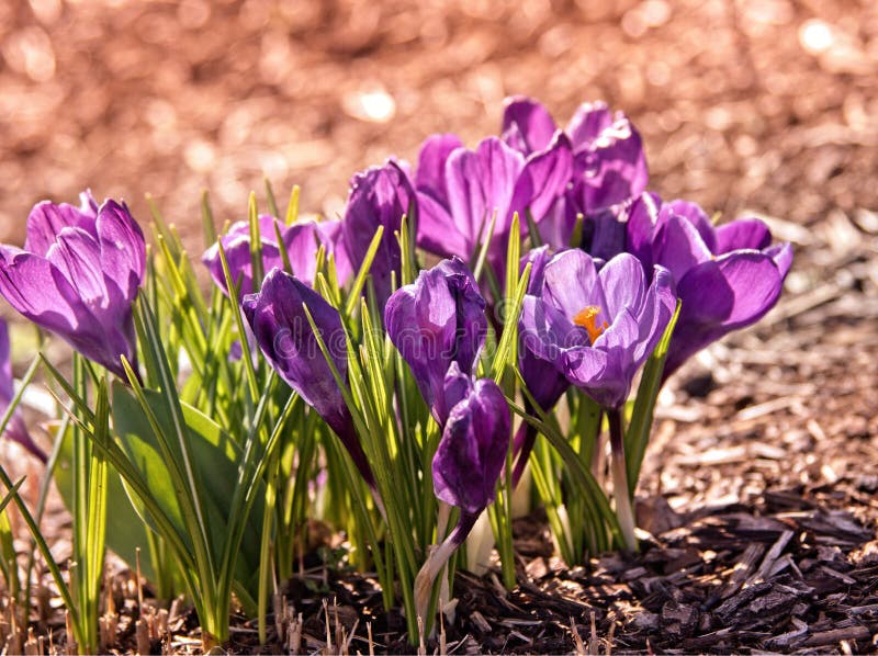Blommande purpurf?rgade krokusar royaltyfri fotografi Blommande purpurf?rgade krokusar royaltyfri fotografi